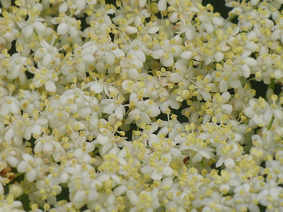 elderflower