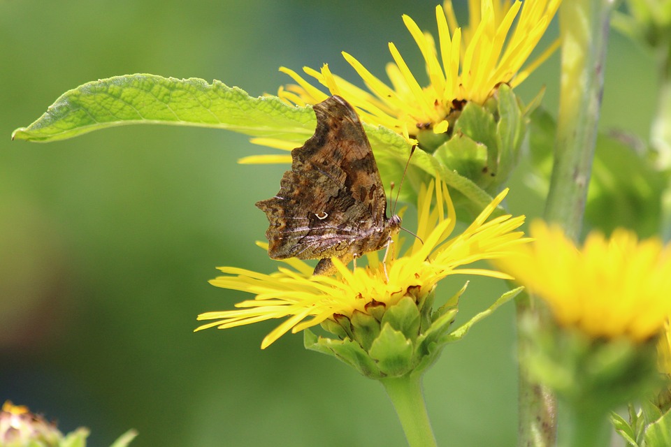 elecampane