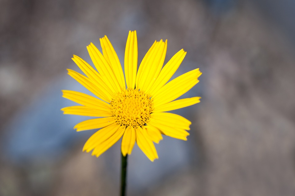 elecampane