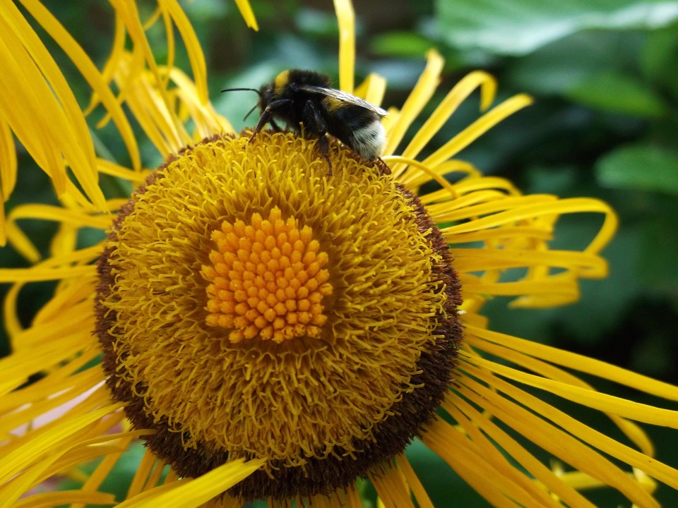 elecampane