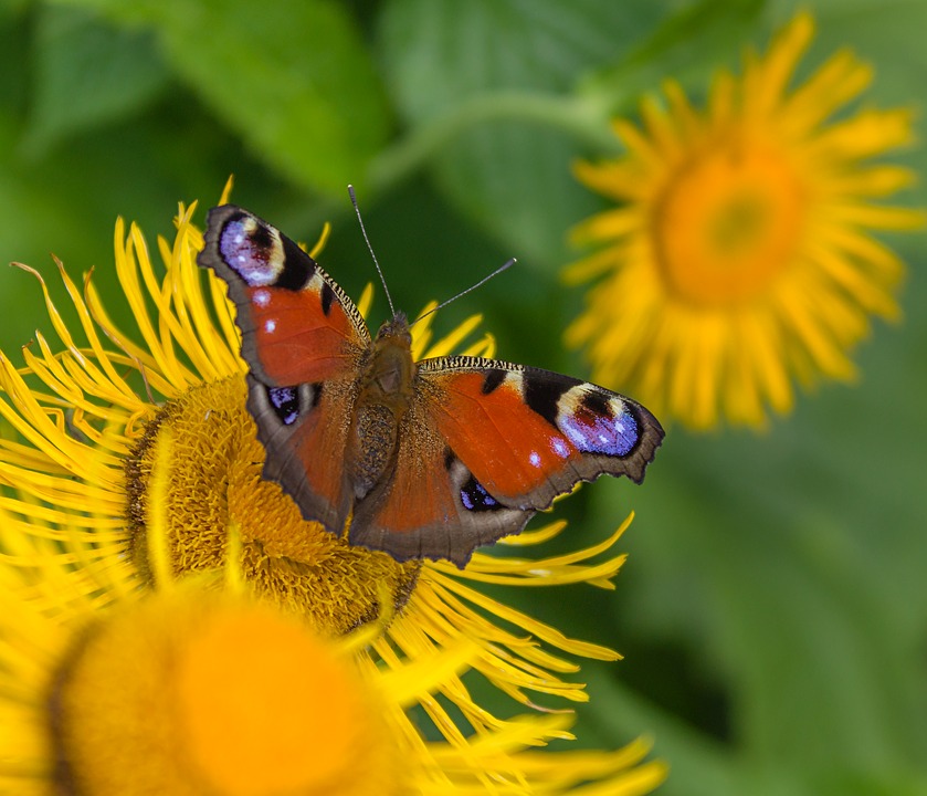 elecampane