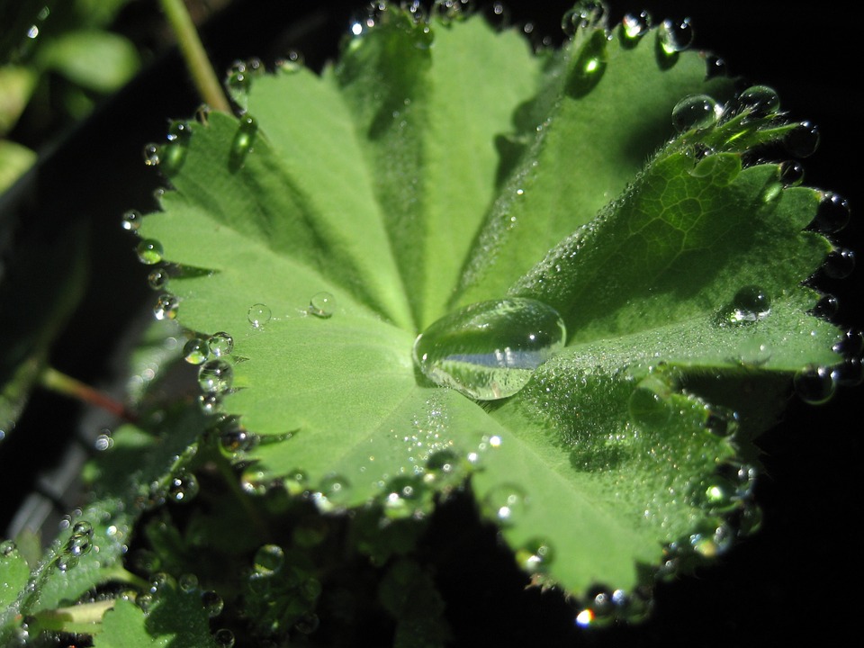 lady's mantle