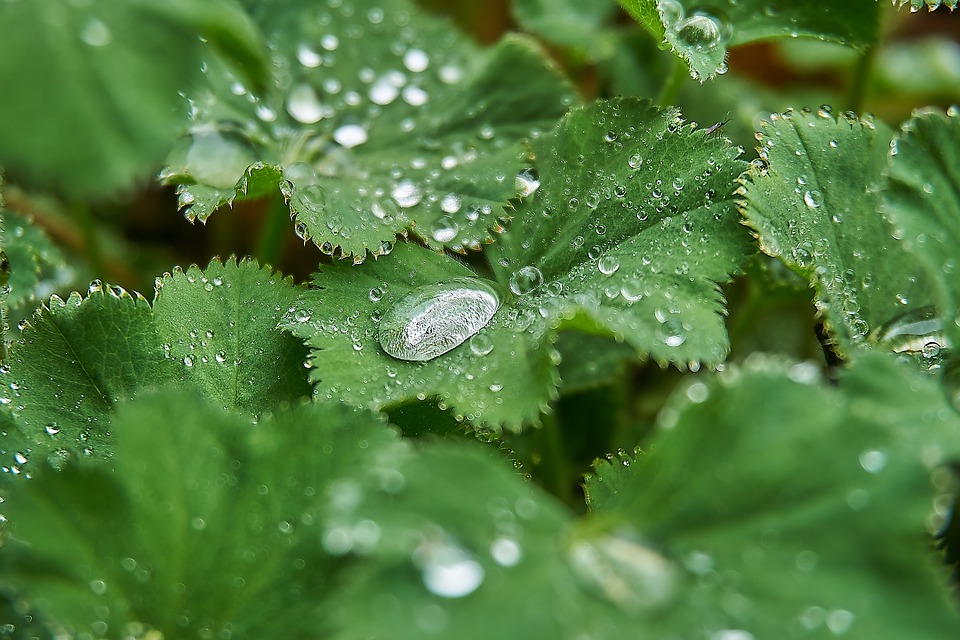 lady's mantle