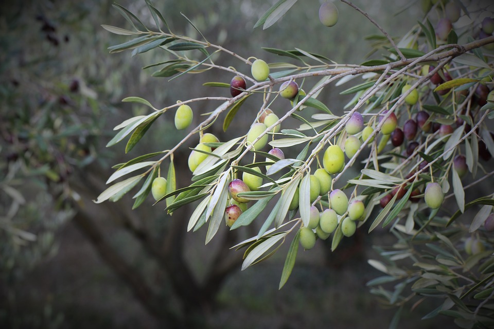 olive leaf