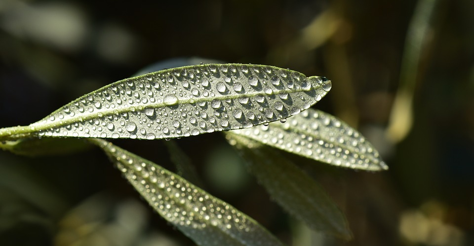 olive leaf