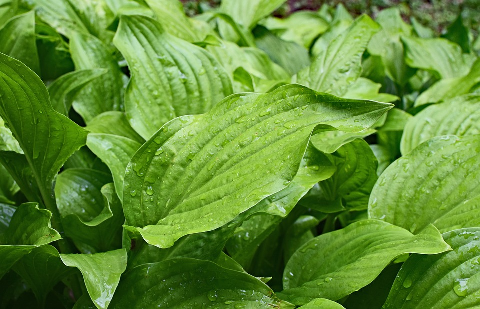 plantain leaf