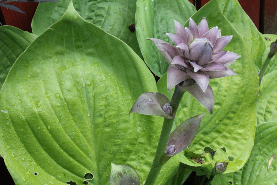 plantain leaf