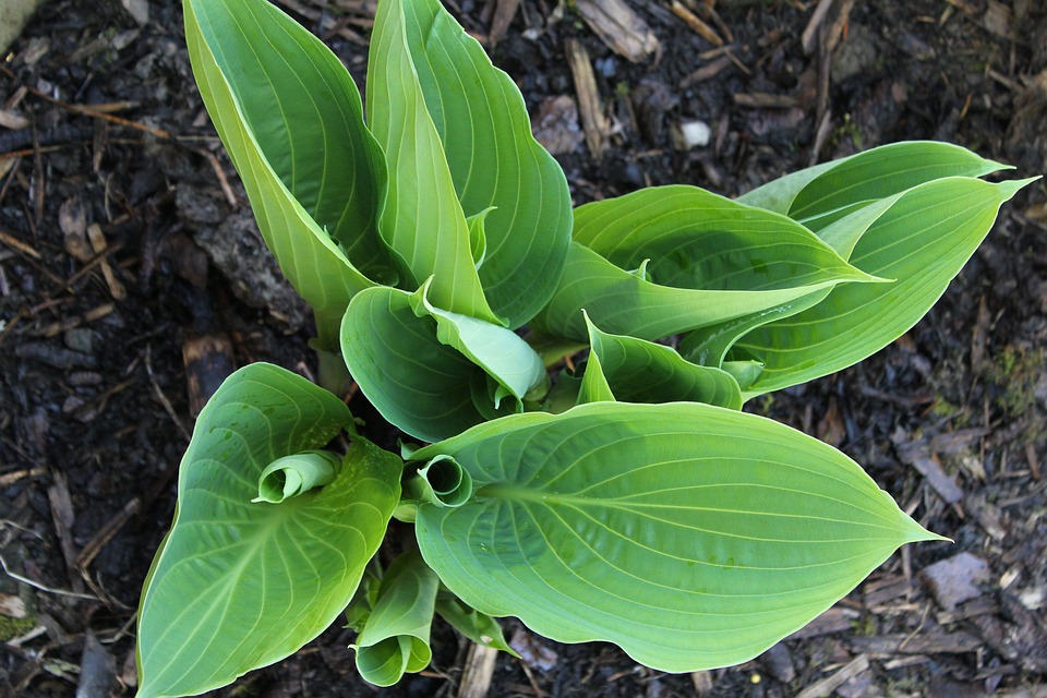 plantain leaf