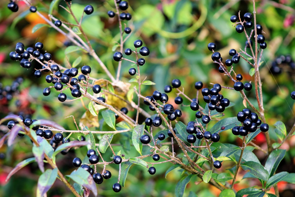 privet fruit