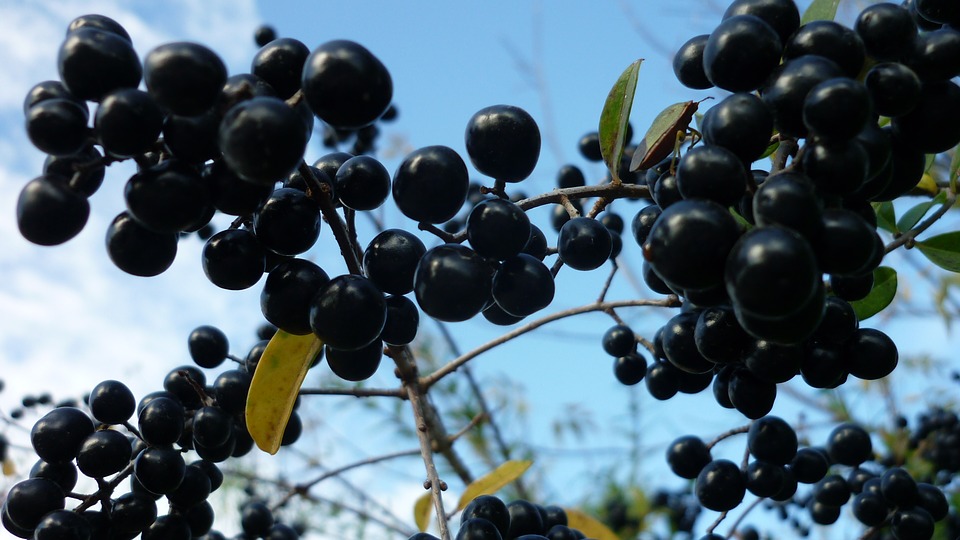 privet fruit