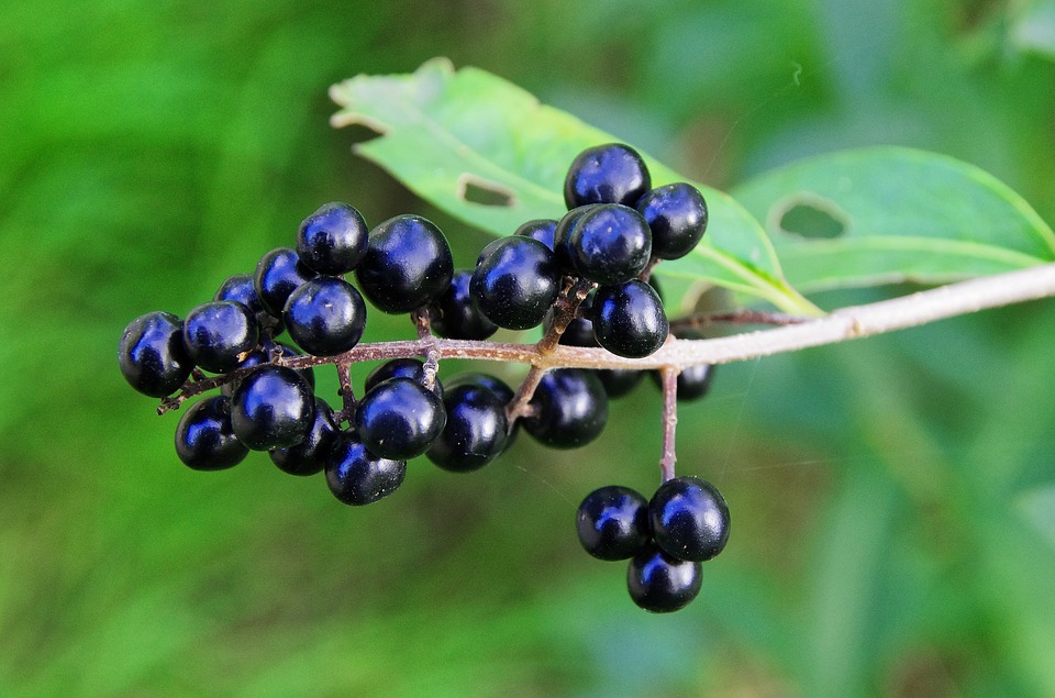 privet fruit