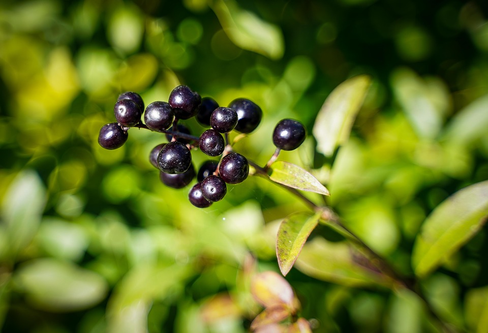 privet fruit