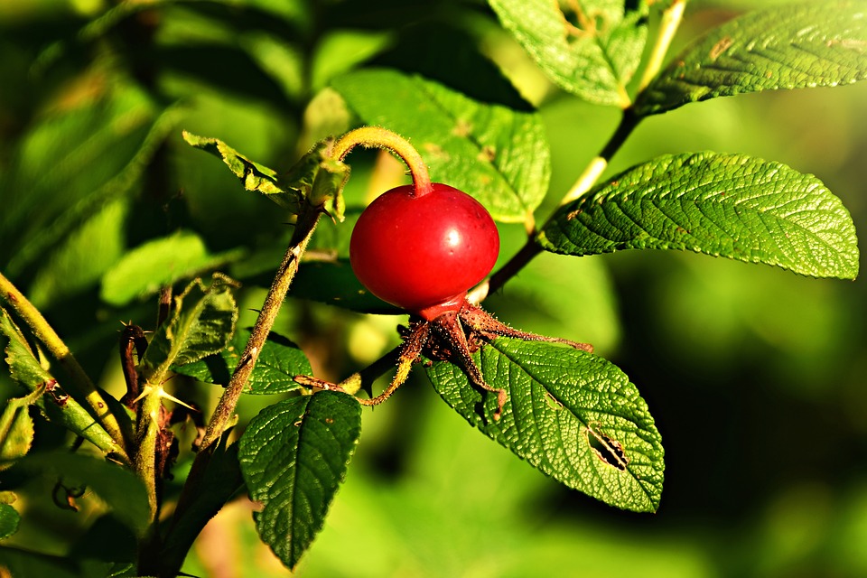 rose hip