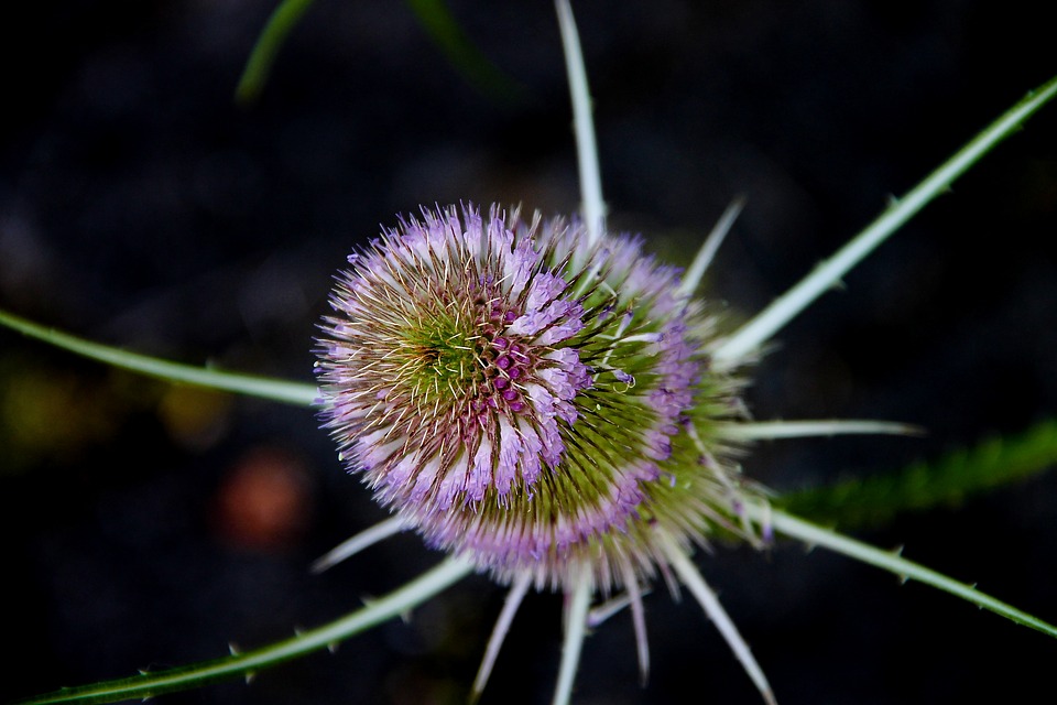 teasel