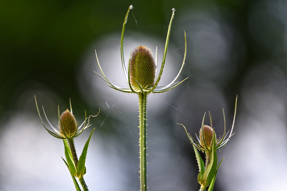 teasel