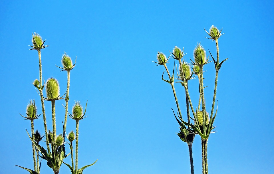 teasel