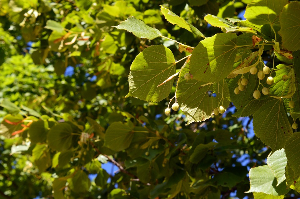 linden leaf