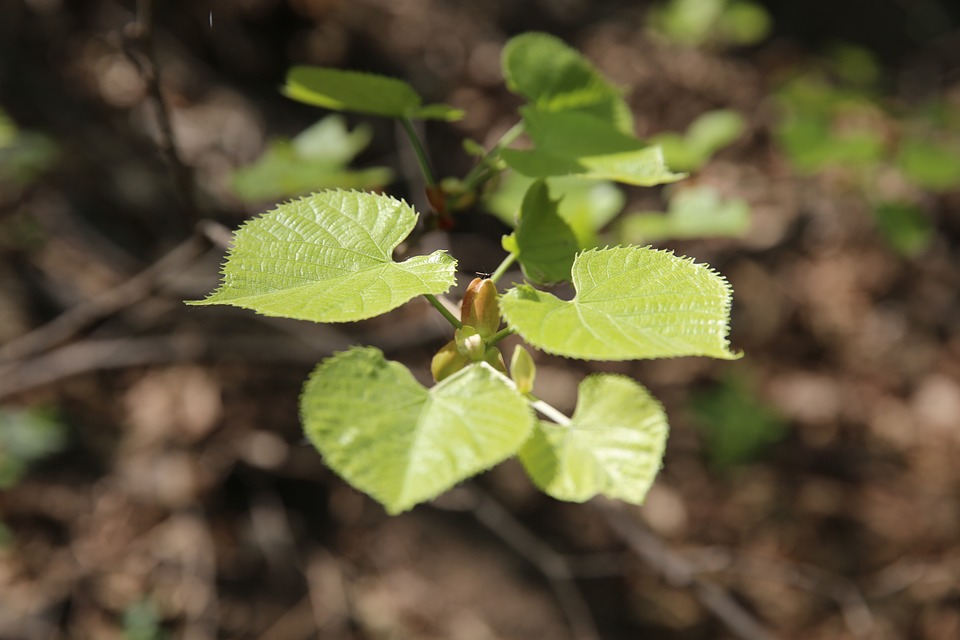 linden leaf