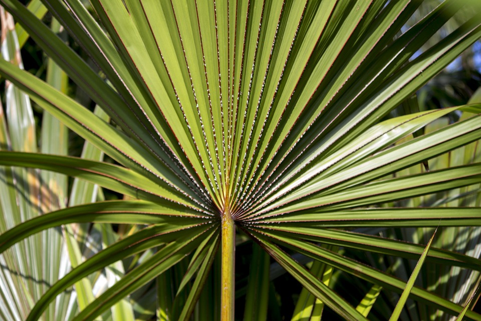 saw palmetto