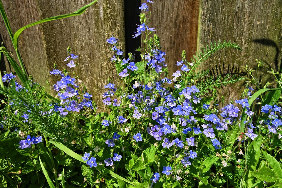 speedwell tea