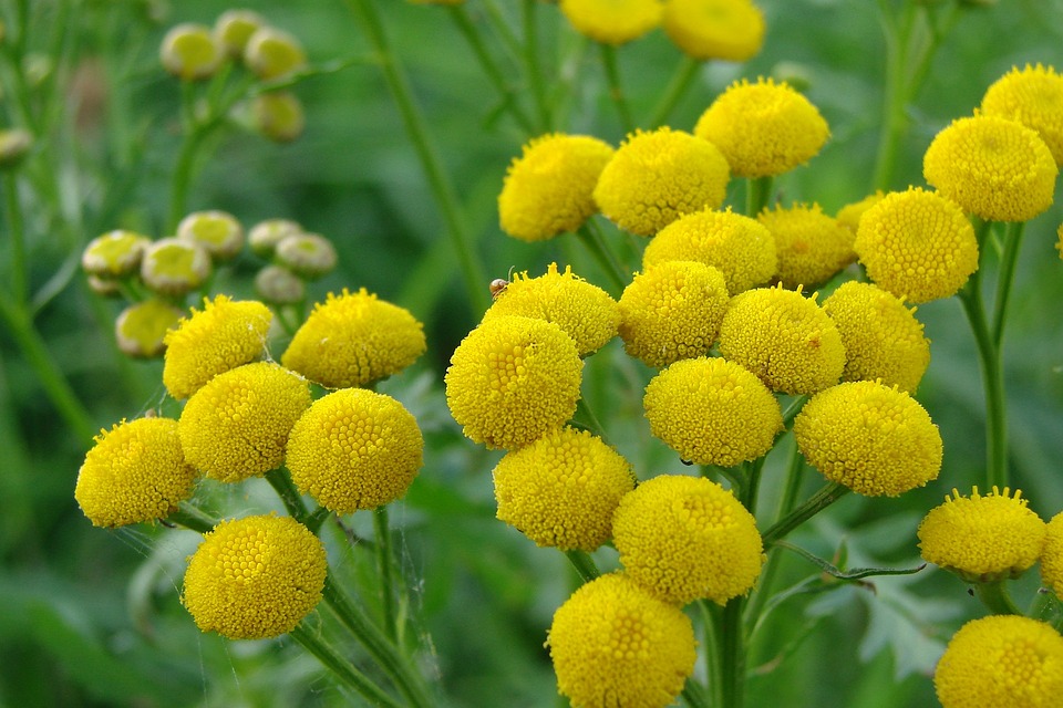 tansy essential oil