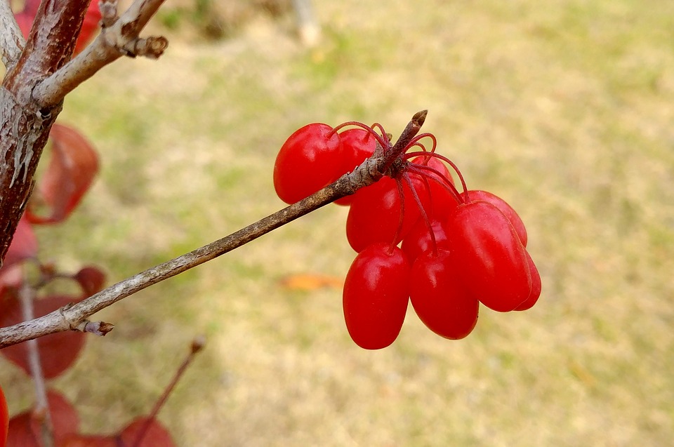 schisandra