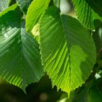 slippery elm2