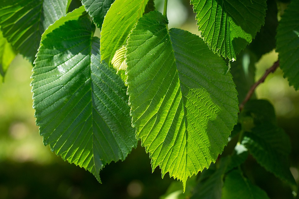 slippery elm