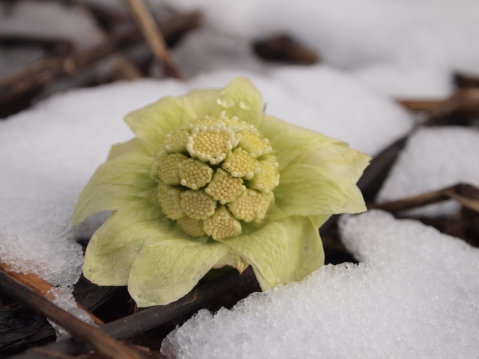 butterbur