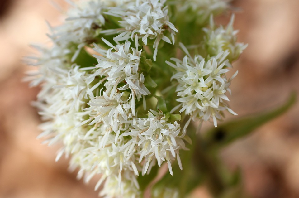 butterbur