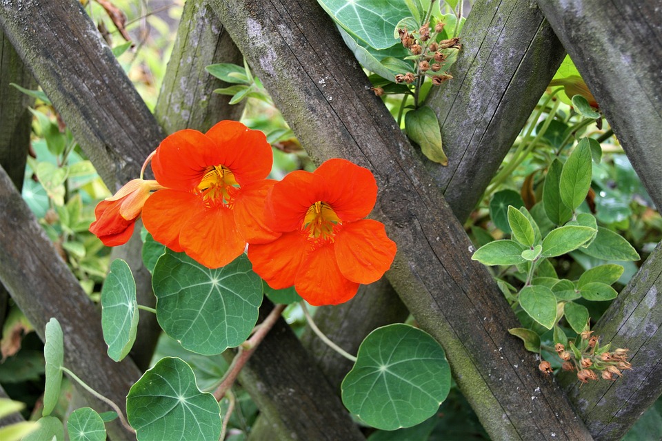 nasturtium