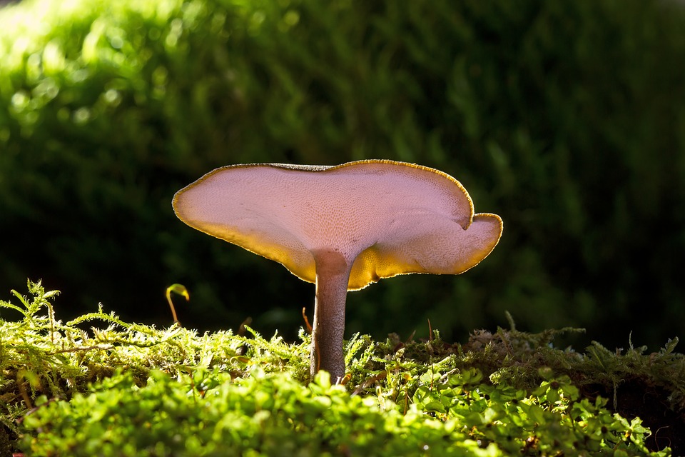 reishi mushrooms