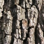 white oak bark