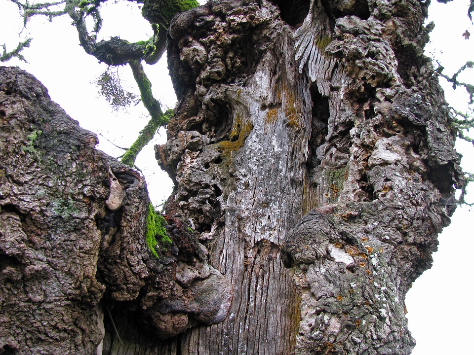 white oak bark