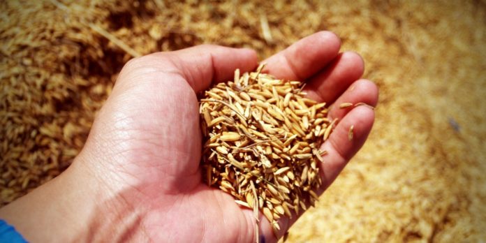 Spelt: Benefits and Side Effects