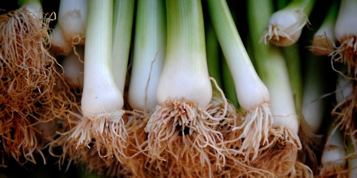 20 Health Benefits of Leeks