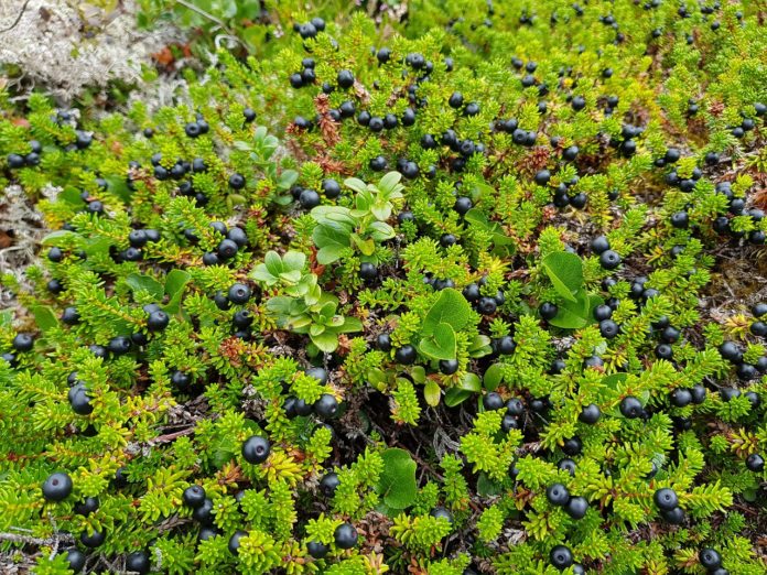 15 Amazing Benefits of Crowberries