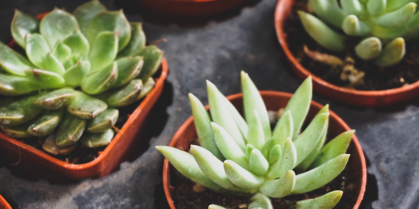 aloe vera plant