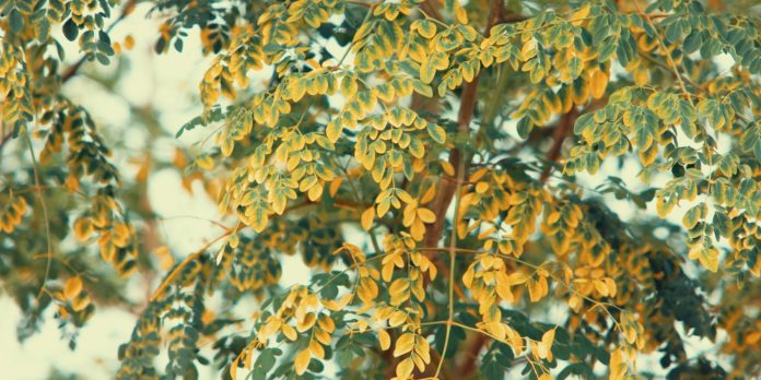 9 Benefits of Moringa