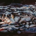 stockfish in a bowl