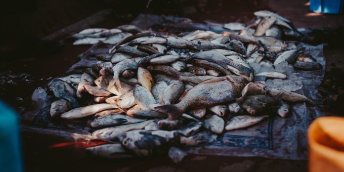 A bow of stockfish