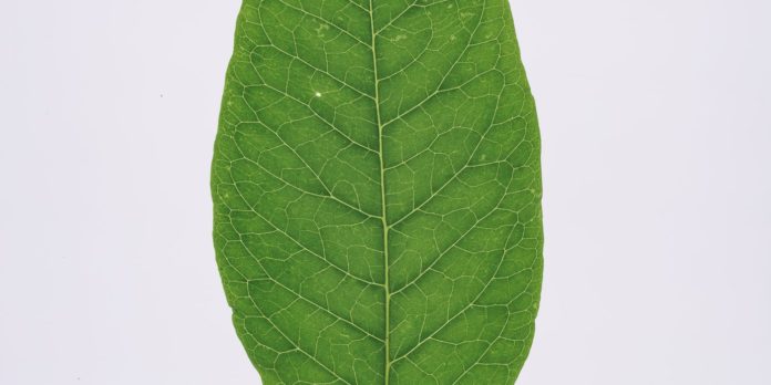 bitter leaf