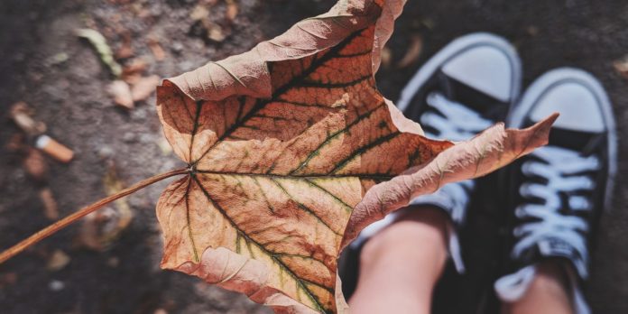 fallen dry leaf