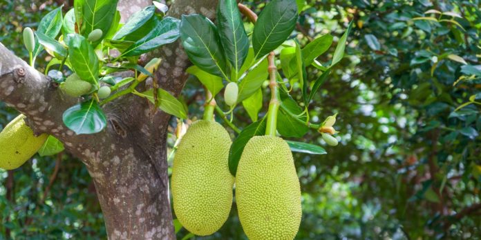 jackfruit