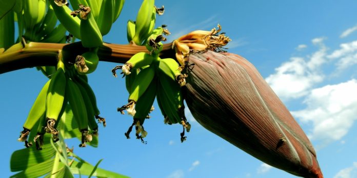 banana blossoms