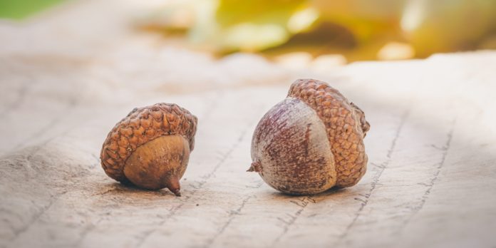 acorns