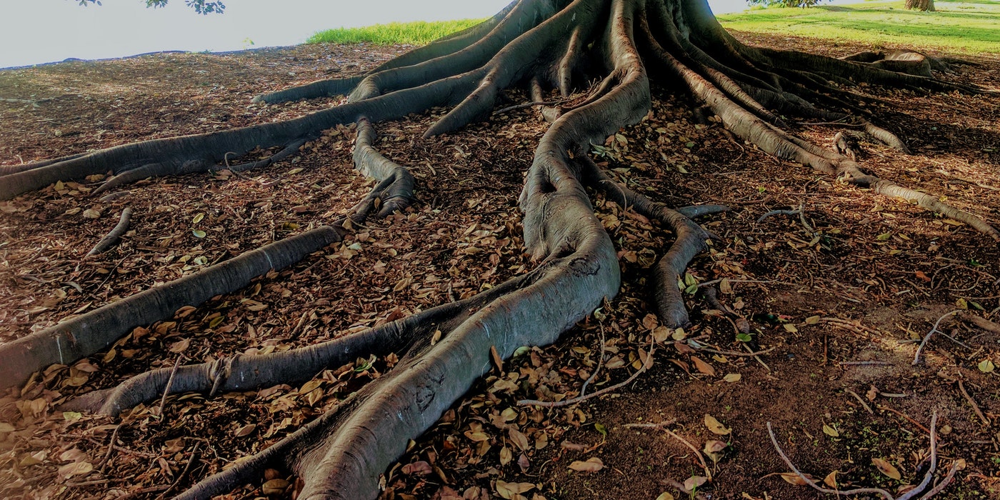 Sycamore Fig tree