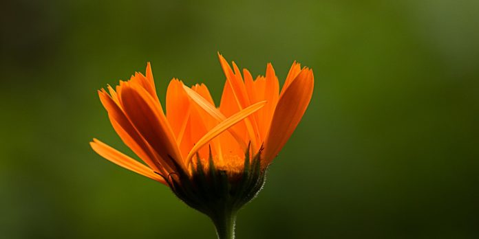 Ever Heard of the Calendula Plant?