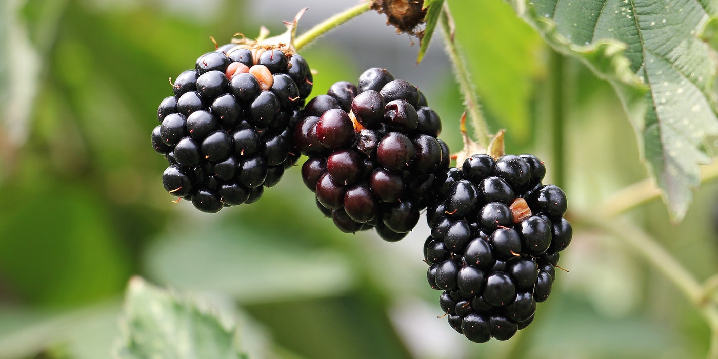 blackberries