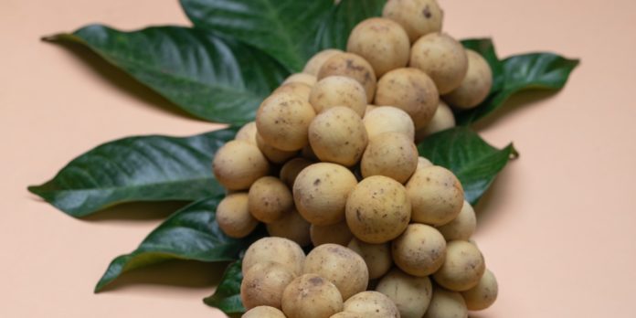 12 Incredible Health Benefits of Longan